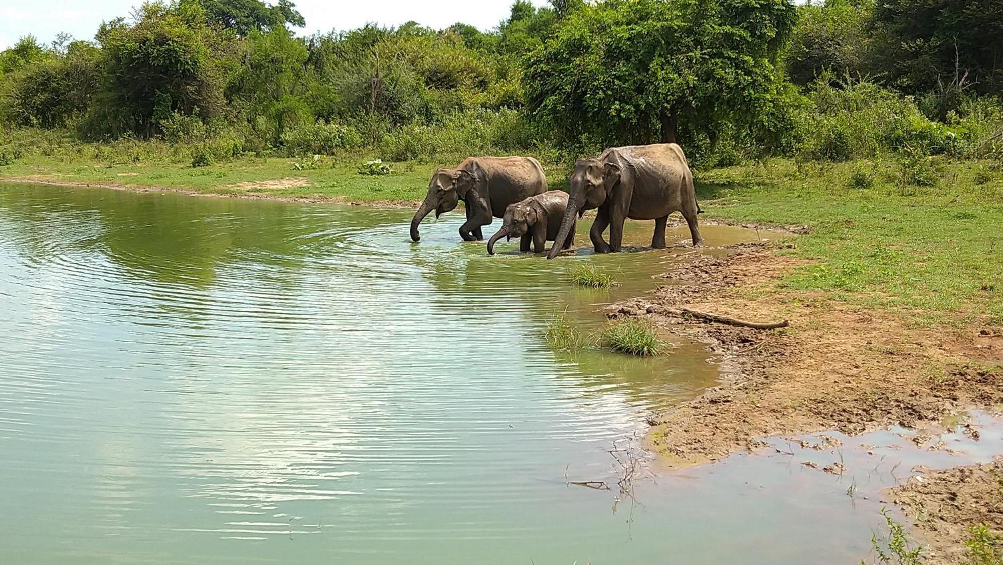 Udawalawa Safari Resort اوداوالاوي المظهر الخارجي الصورة