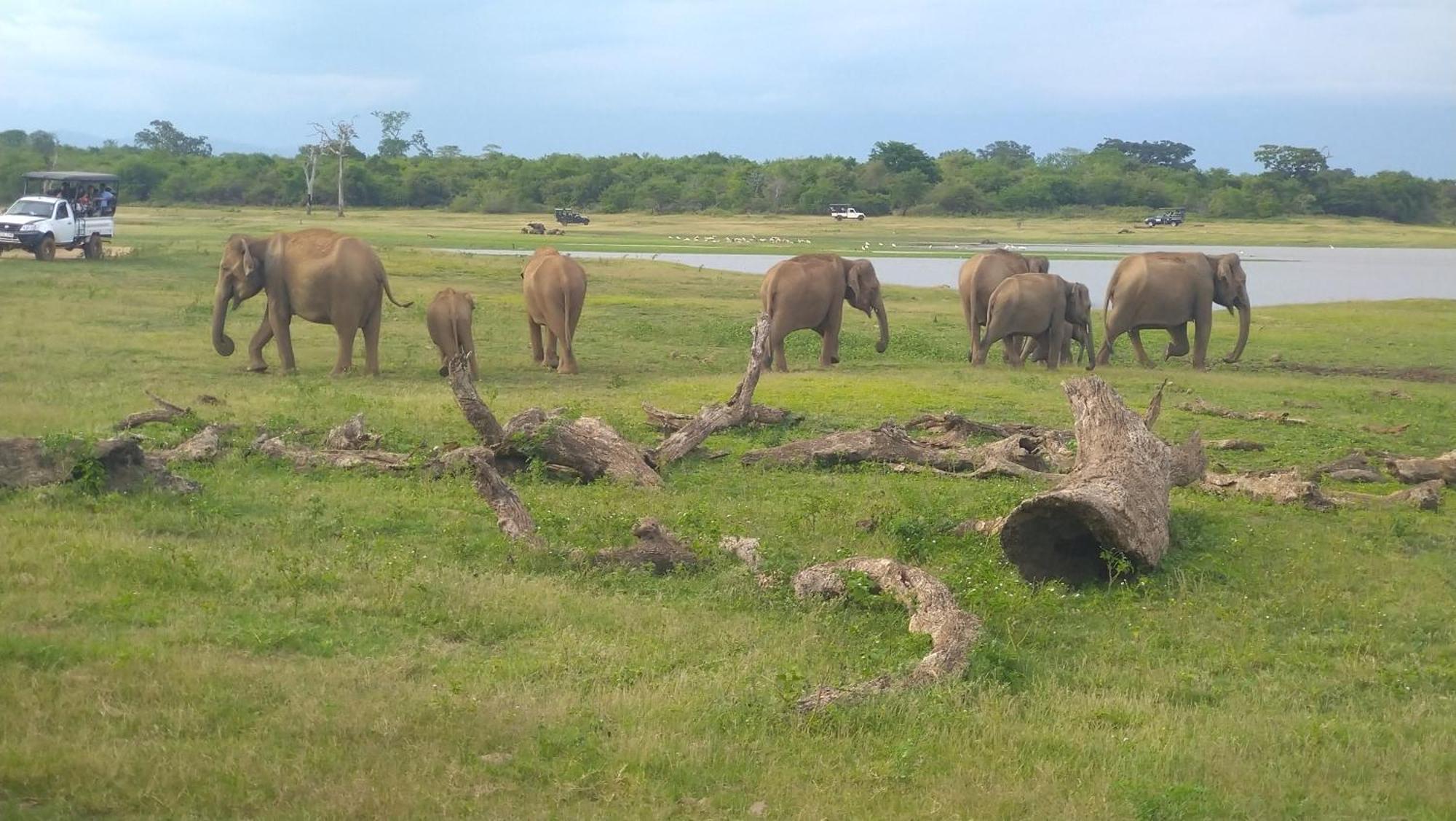 Udawalawa Safari Resort اوداوالاوي المظهر الخارجي الصورة
