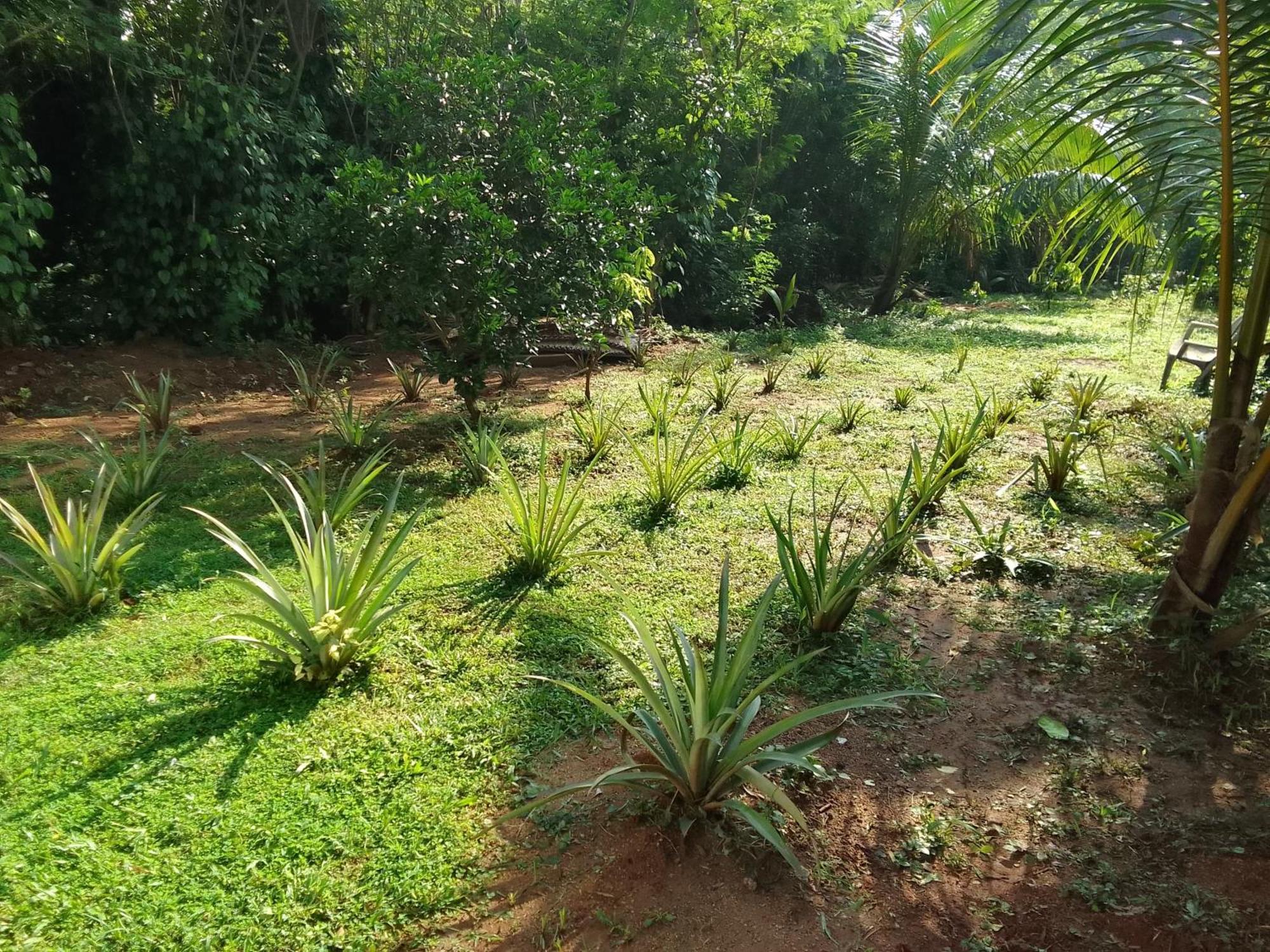 Udawalawa Safari Resort اوداوالاوي المظهر الخارجي الصورة