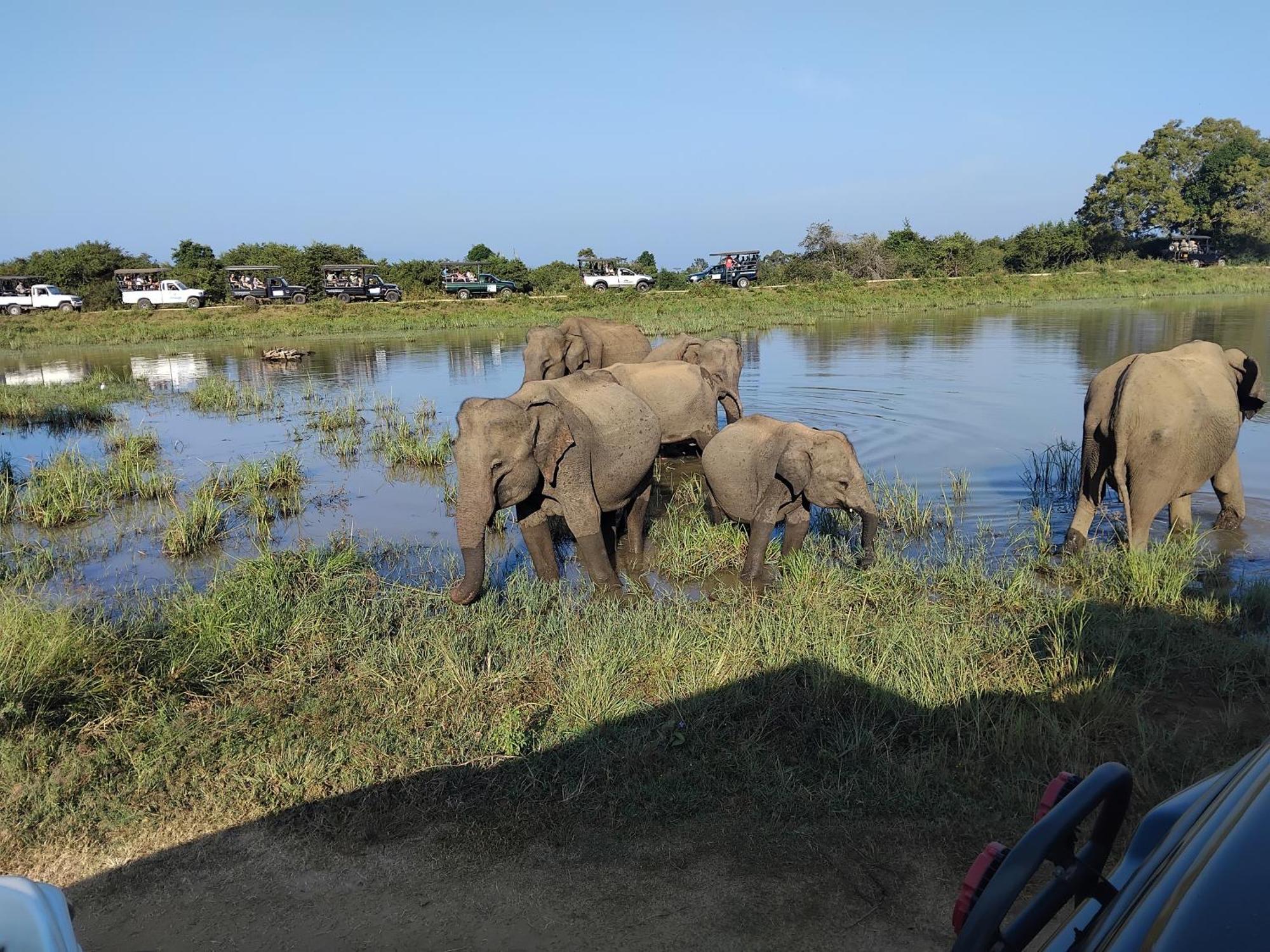 Udawalawa Safari Resort اوداوالاوي المظهر الخارجي الصورة